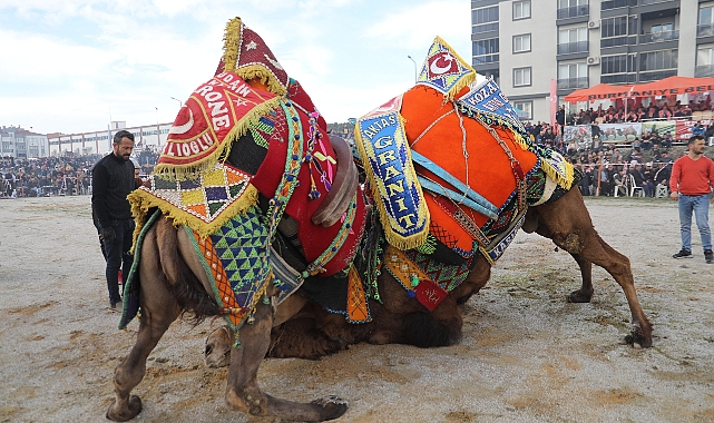 Burhaniye'de zeytin hasat Festivali ve deve güreşleri başlıyor