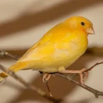 Evde Kanarya Beslemek İsteyenlere Samimi Bir Rehber